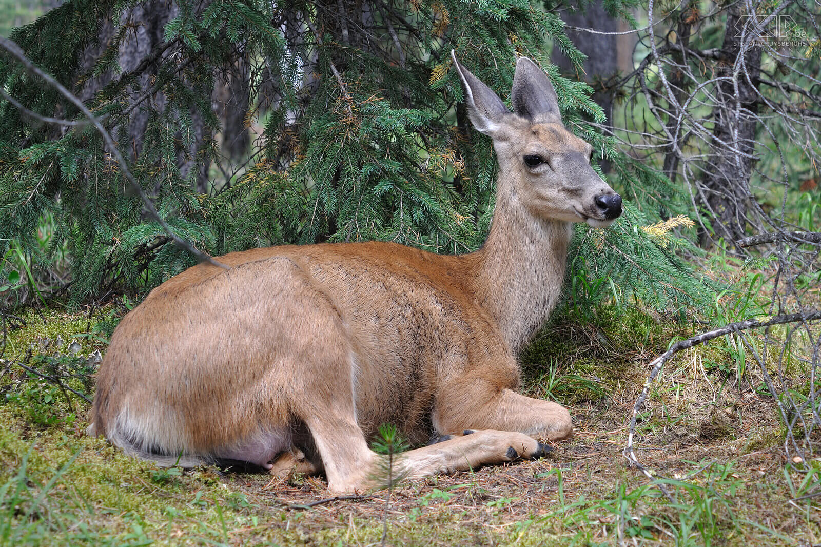 Jasper NP - Maligne Lake - Mule deer A female mule deer or Columbian black-tailed deer (Odocoileus hemionus columbianus)<br />
 Stefan Cruysberghs